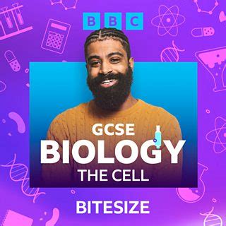 bbc bite-size|bbc bitesize biology.